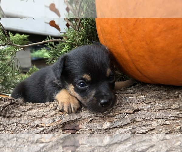 Medium Photo #4 Australian Shepherd-Chihuahua Mix Puppy For Sale in SHERMAN, TX, USA