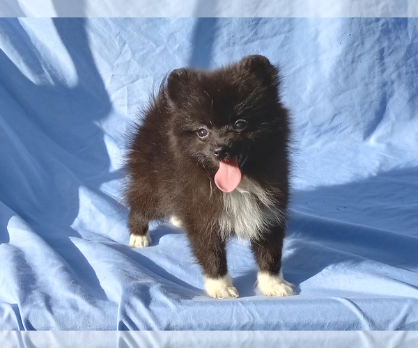 Medium Photo #5 Pomeranian Puppy For Sale in WEST PALM BEACH, FL, USA