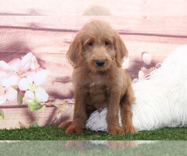 Medium Photo #2 Labradoodle Puppy For Sale in MARIETTA, GA, USA