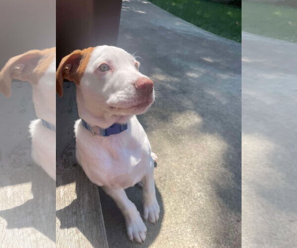 Medium Photo #28 Bullboxer Pit Puppy For Sale in Germantown, OH, USA