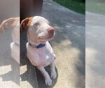 Small #27 Bullboxer Pit
