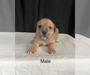 American Pit Bull Terrier-American Staffordshire Terrier Mix Dogs for adoption in Brewster, NY, USA