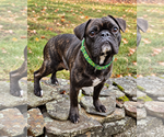 Small Photo #3 Frenchie Pug Puppy For Sale in Westminster, MA, USA