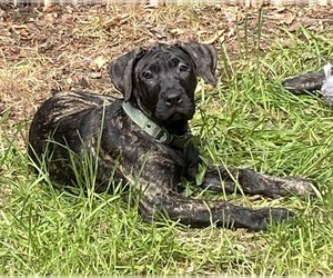 Presa Canario Puppy for sale in ANSON, ME, USA