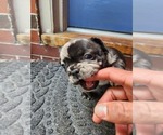 Small Photo #3 French Bulldog Puppy For Sale in EPHRATA, PA, USA