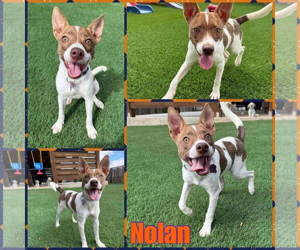 Medium Photo #1 Mutt Puppy For Sale in New London, WI, USA