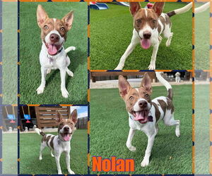 Mutt Dogs for adoption in New London, WI, USA