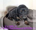 Small #3 Dachshund