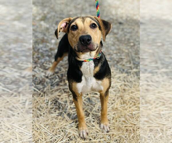 Medium Photo #1 Mutt Puppy For Sale in Clarkesville, GA, USA