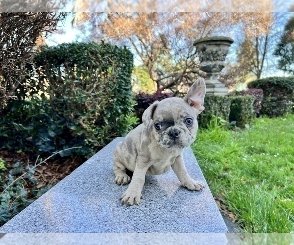 Medium Photo #258 French Bulldog Puppy For Sale in HAYWARD, CA, USA