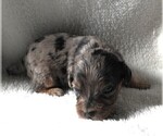 Small Photo #6 Cavapoo Puppy For Sale in CARLISLE, KY, USA