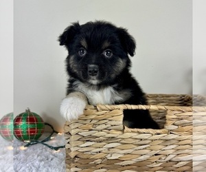 Miniature Australian Shepherd Puppy for sale in GREENFIELD, IN, USA