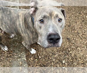 Mutt Dogs for adoption in Plano, TX, USA