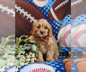 Cavapoo Puppy for sale in BIRD IN HAND, PA, USA