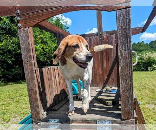 Medium Photo #3 Mutt Puppy For Sale in Anniston, AL, USA