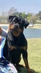 Small Photo #1 Rottweiler Puppy For Sale in BEVERLY HILLS, CA, USA