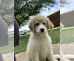Bernedoodle Puppy for sale in SAVOY, TX, USA