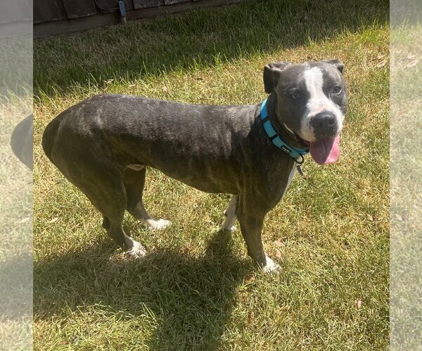 Medium Photo #3 Mutt Puppy For Sale in Shreveport, LA, USA