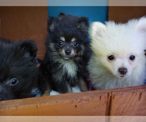 Medium Photo #2 Pomeranian Puppy For Sale in DINWIDDIE, VA, USA