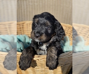 Bernedoodle Puppy for sale in NESCONSET, NY, USA