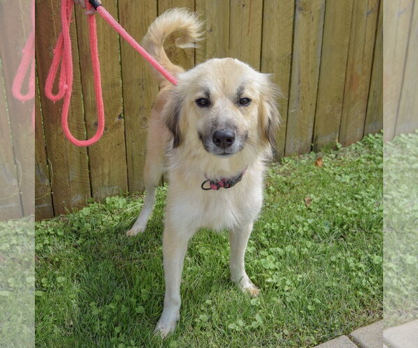 Medium Photo #3 Collie-Great Pyrenees Mix Puppy For Sale in Huntley, IL, USA