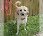 Small #2 Collie-Great Pyrenees Mix