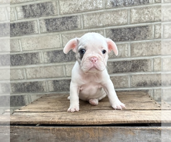 Medium Photo #5 French Bulldog Puppy For Sale in MIDDLEBURY, IN, USA