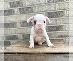 Small #4 French Bulldog
