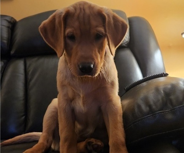 Medium Photo #95 Labrador Retriever Puppy For Sale in BUFFALO, NY, USA