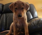 Small Photo #95 Labrador Retriever Puppy For Sale in BUFFALO, NY, USA