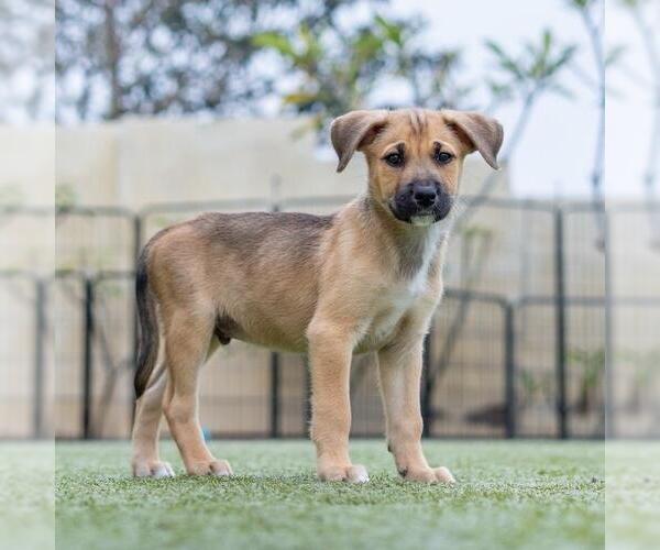 Medium Photo #4 Boxer-Unknown Mix Puppy For Sale in San Diego, CA, USA