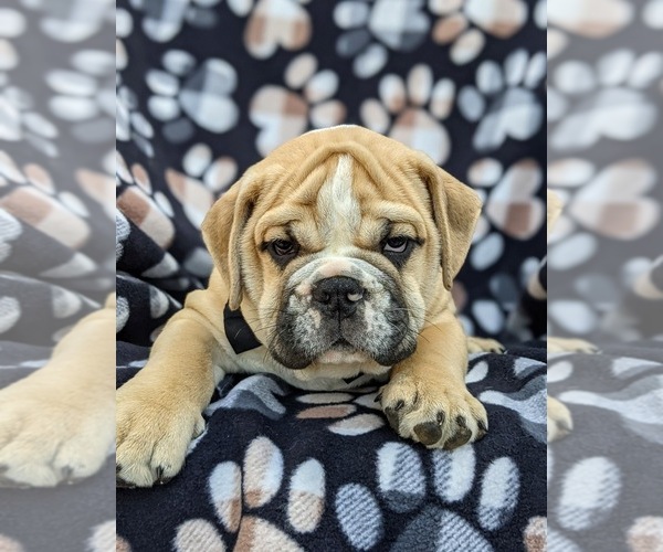 Medium Photo #4 Olde English Bulldogge Puppy For Sale in OXFORD, PA, USA