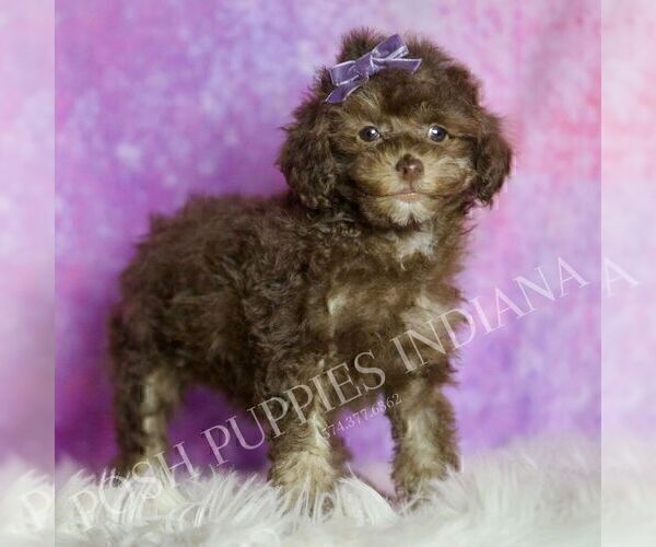 Medium Photo #33 Poodle (Miniature) Puppy For Sale in WARSAW, IN, USA