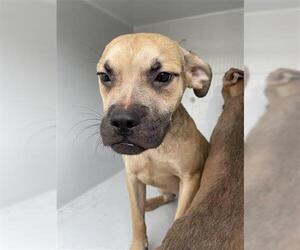 Boxer Dogs for adoption in Houston, TX, USA