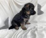 Small Photo #2 German Shepherd Dog Puppy For Sale in WALLA WALLA, WA, USA