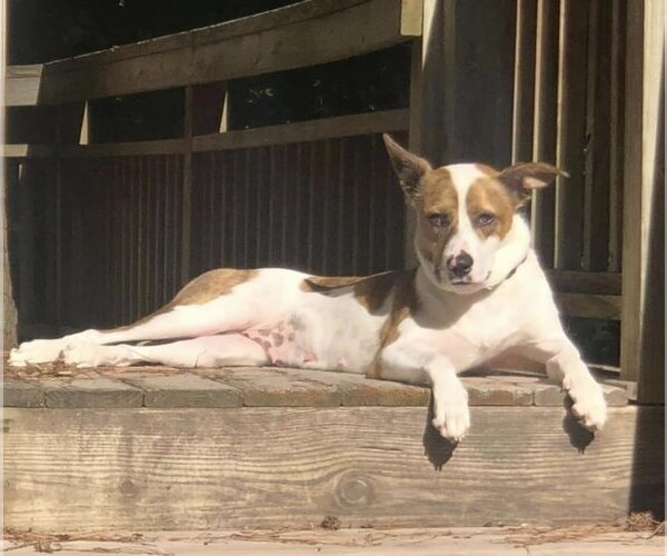 Medium Photo #9 American Pit Bull Terrier-Unknown Mix Puppy For Sale in Holly Springs, NC, USA