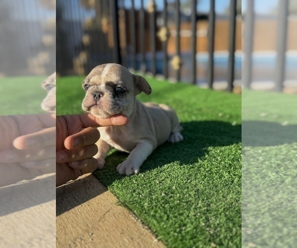 Medium Photo #3 French Bulldog Puppy For Sale in DALLAS, TX, USA