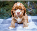 Small #2 Cocker Spaniel