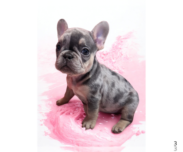 Medium Photo #11 French Bulldog Puppy For Sale in LAKE WALES, FL, USA