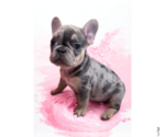 Small Photo #11 French Bulldog Puppy For Sale in LAKE WALES, FL, USA