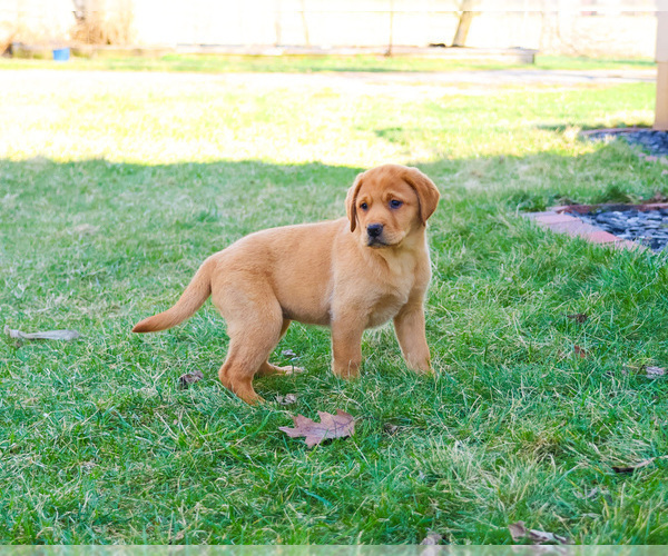 Medium Photo #11 Labrador Retriever Puppy For Sale in SYRACUSE, IN, USA