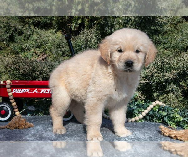 Medium Photo #3 English Cream Golden Retriever Puppy For Sale in ROCHESTER, IN, USA
