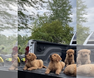 Golden Retriever Dog for Adoption in BOYCEVILLE, Wisconsin USA