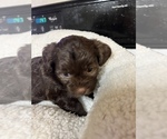 Puppy 4 ShihPoo