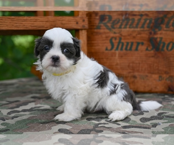 Medium Photo #8 Shih Tzu Puppy For Sale in MILLERSBURG, OH, USA