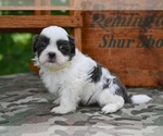 Small #7 Shih Tzu