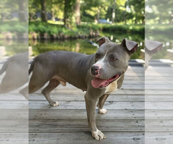Medium Photo #1 American Pit Bull Terrier-Staffordshire Bull Terrier Mix Puppy For Sale in Southbury, CT, USA