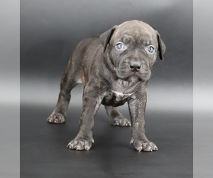 American Bully Puppy for sale in CHAMPAIGN, IL, USA