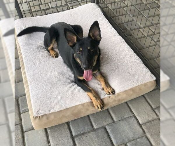 Medium Photo #5 German Shepherd Dog Puppy For Sale in Cupertino, CA, USA