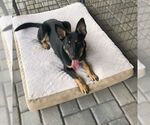 Small #4 German Shepherd Dog